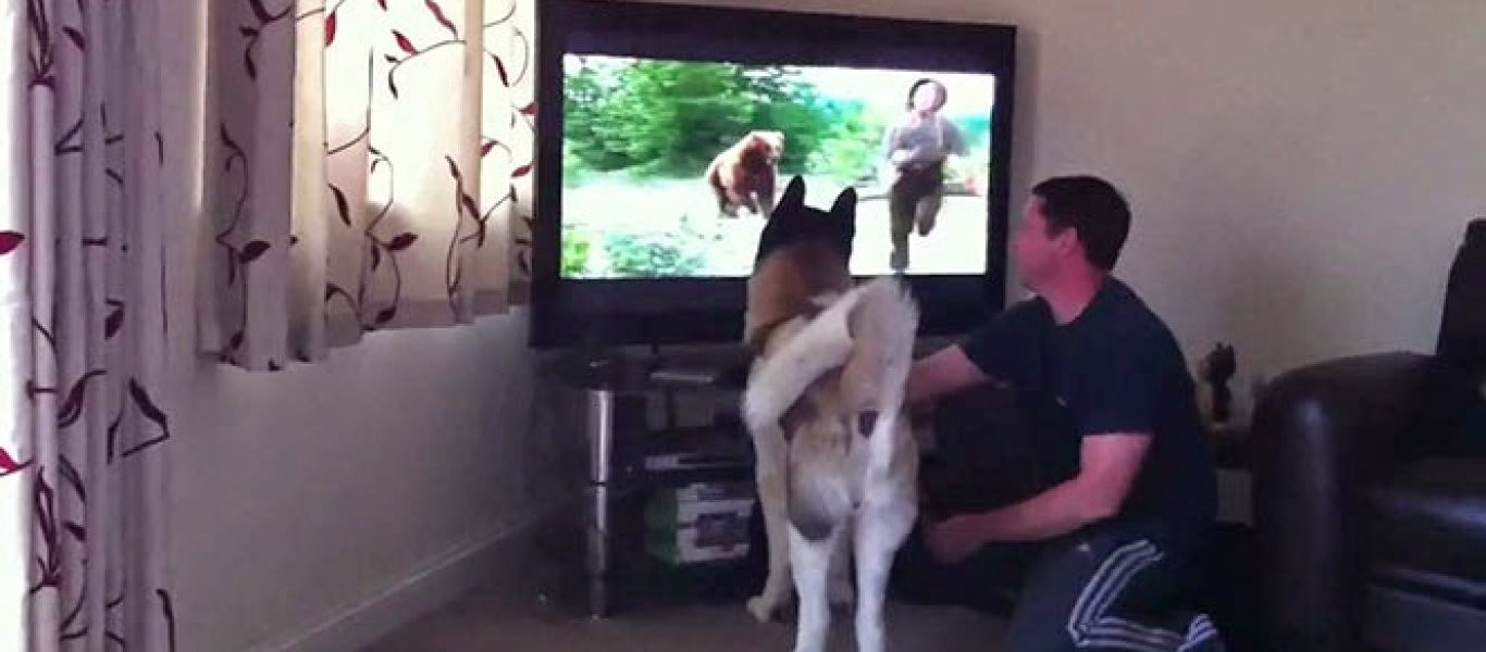 Σκύλος προσπαθεί να πηδήξει στην τηλεόραση για να σώσει αγόρι από αρκούδα (βίντεο)